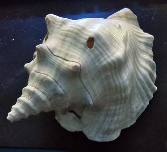 Shell from the red sea