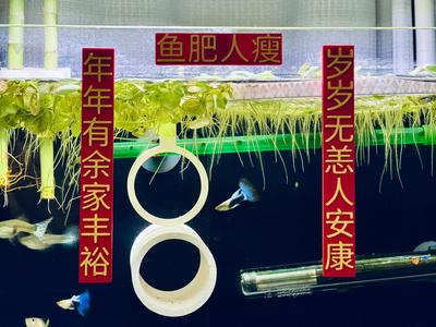 Magnetic Spring Festival Couplets