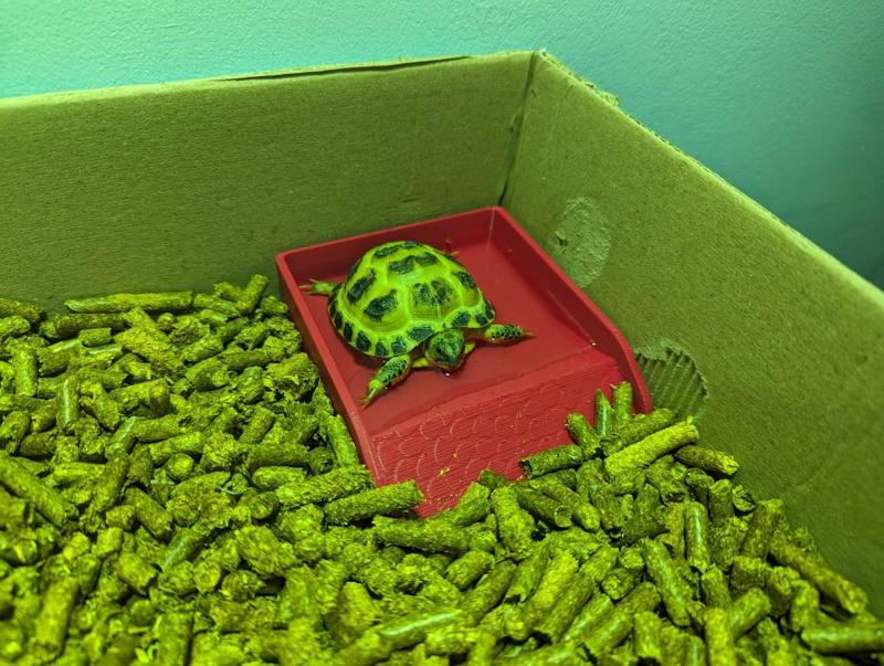 Tortoise bath (mini)