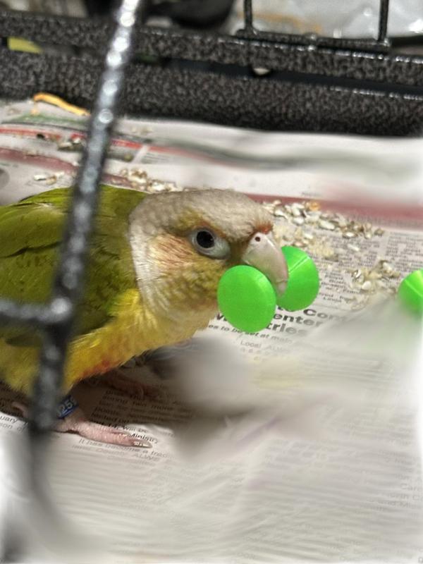 Barbell Bird Toy