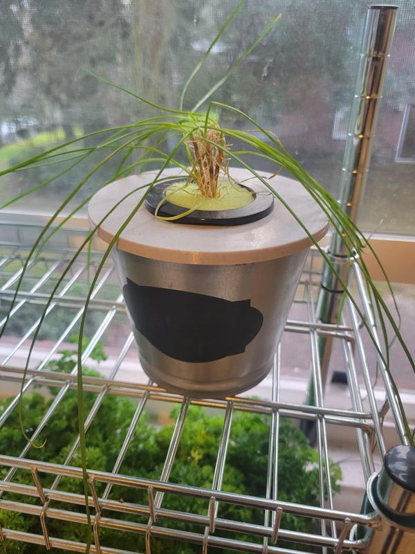 Ikea Bintje Plant Pot - Lid for 2" Hydroponic Net Pot