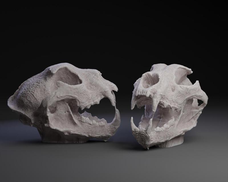 Saber Cat Skull 2