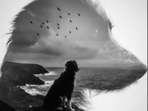 hueforge Border Collie Dog