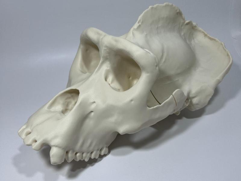 Gorilla Cranium Male 
