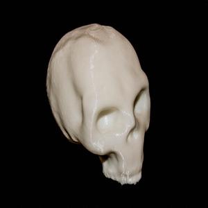 Human Skull