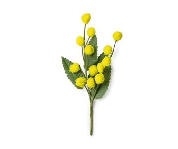 Mimosa - Women's day