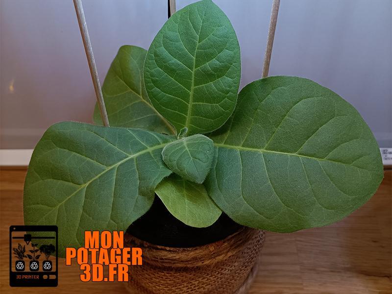 Le jardin d'intérieur V2