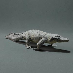 crocodile alligator爬行的鳄鱼
