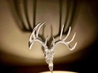 "Bad Boy" Deer Skull