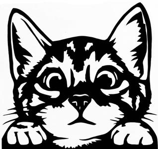 2D Cat 2