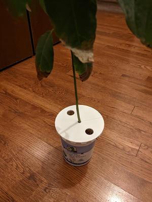 A lid for Avocado hydroponics