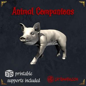Pig Animal Companion