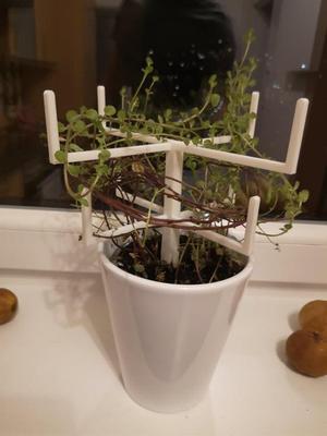 Plant support / Planzenstütze
