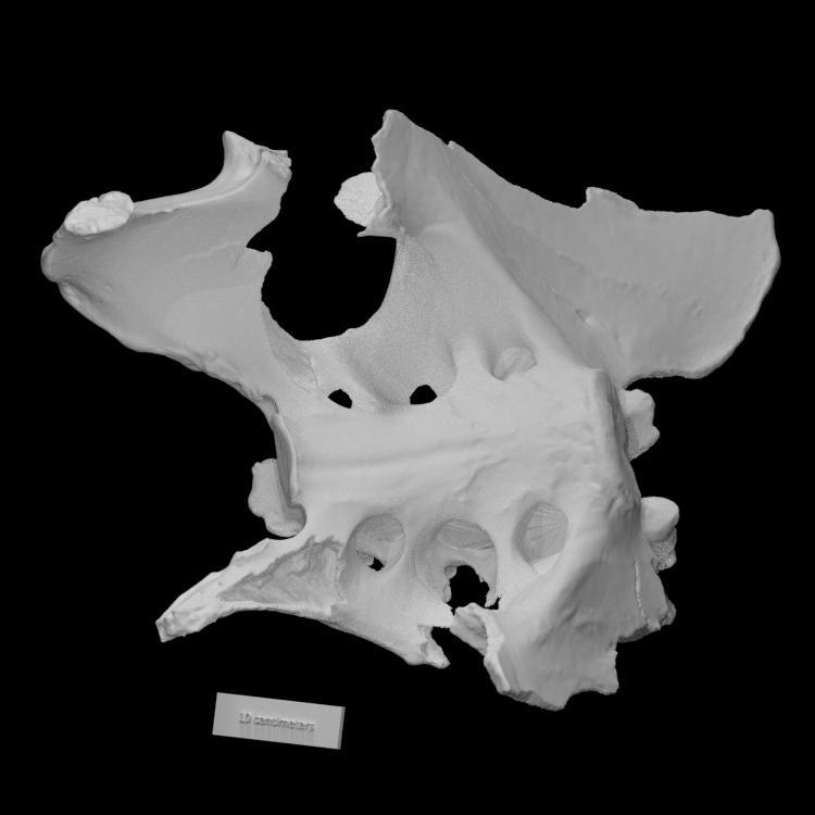 Giant Ground Sloth Pelvis