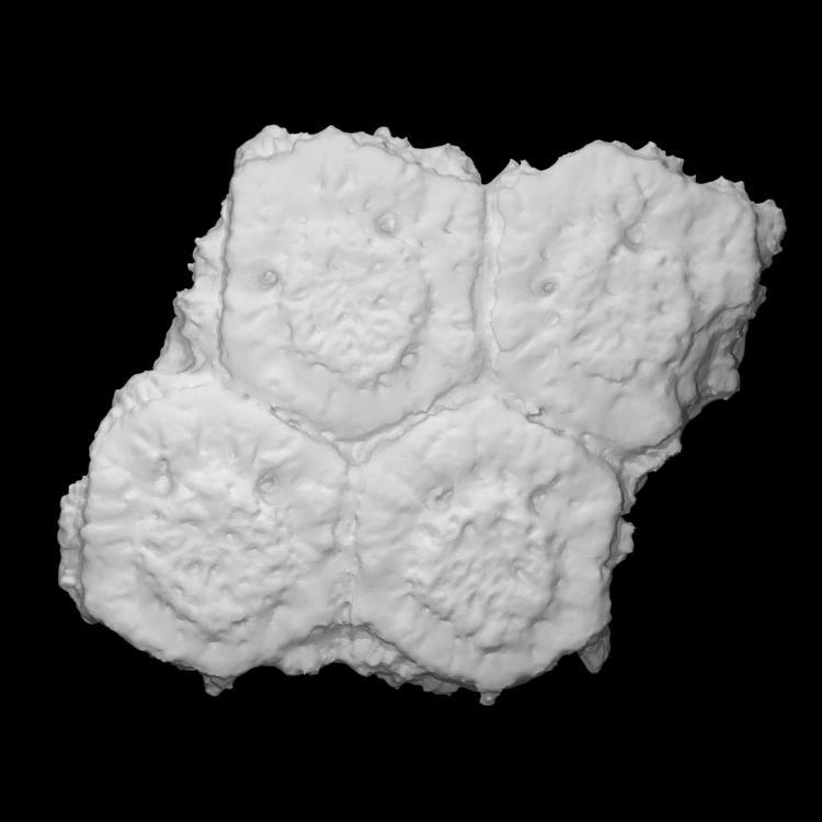 Glyptodon Scutes