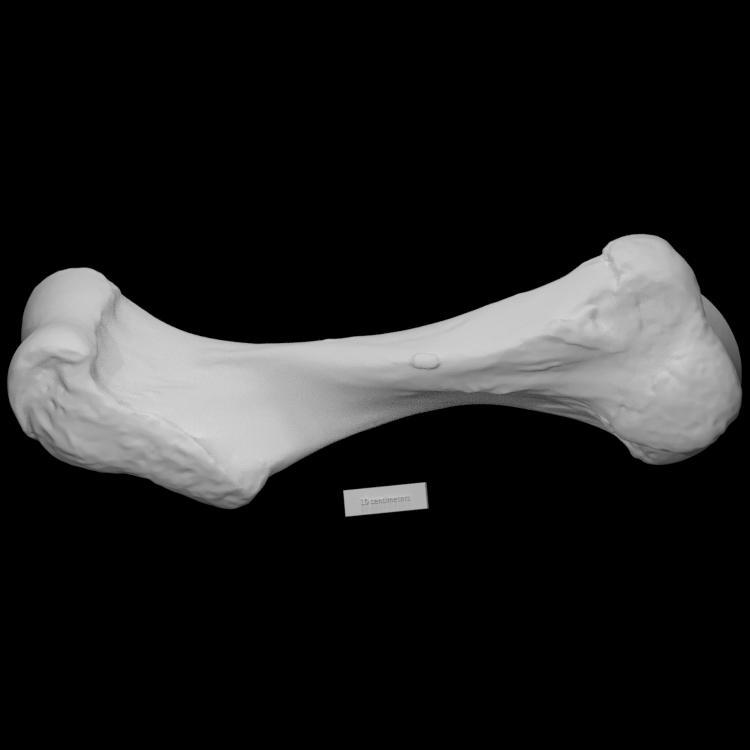 Mastodon Humerus Left