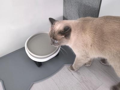 Modern Cat Bowl / Cat Food Dish