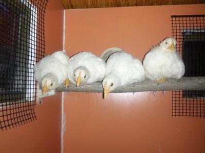 Chicken Roosting Bar
