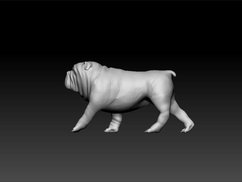 Bulldog walking - dog walking