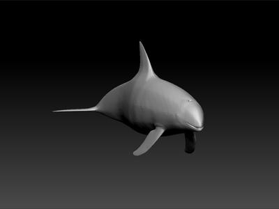 Vaquita - phocoena sinus