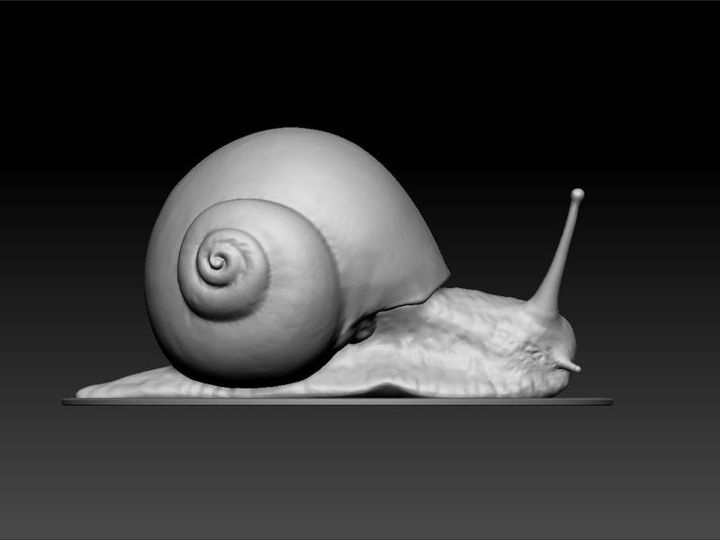 Snail