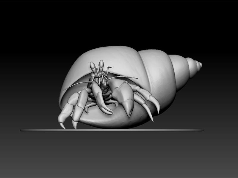 Hermit crab -Diogenes avarus