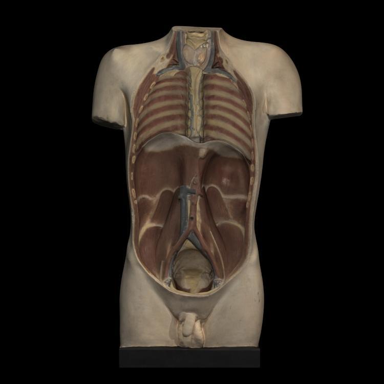 Plaster model of torso, showing partial dissection