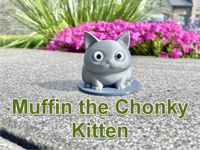 Muffin the Chonky Kitten
