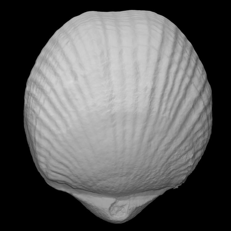 Brachiopod: Laqueus sp.
