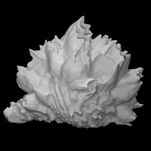 Crustaceans: Balanus sp. (PRI 71767)