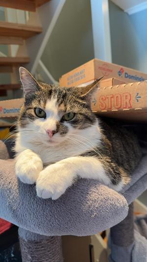 Cat portrait silhouette