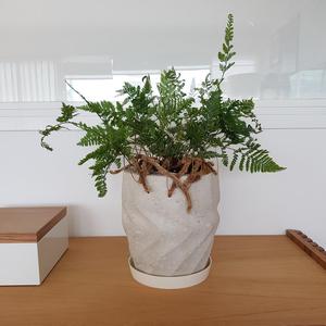 Dodecagonal Wave Planter