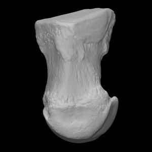 Mammoth 4th metatarsal