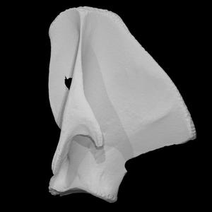 Mammoth scapula