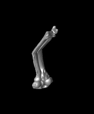 Entire collection of simulated forarm angulated malunions