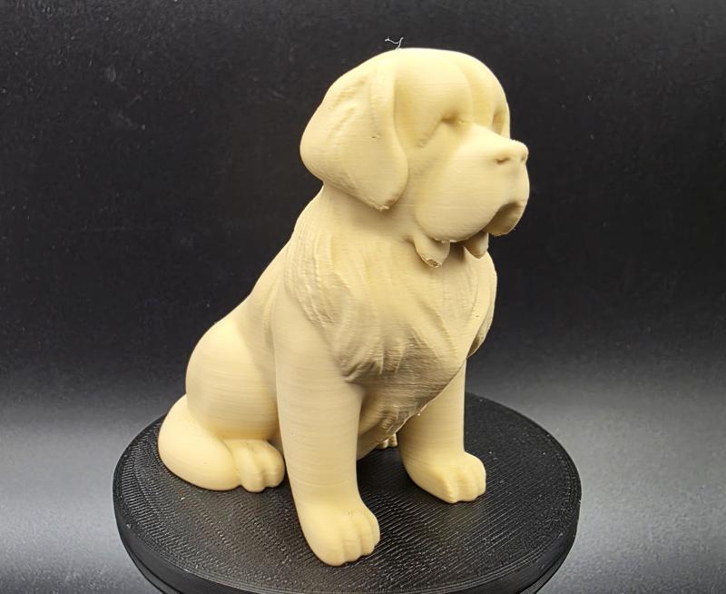 Young St. Bernard Dog