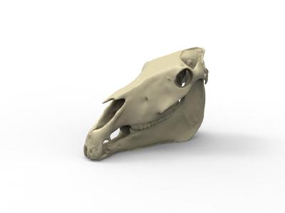 HORSE SKULL - 3D SCAN