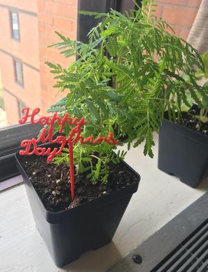 Mother's Day Plant Stake