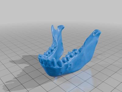 Macaco Prego - Crânio e Mandíbula