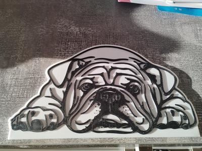 Bild Amercian English Bulldog Bulldogge