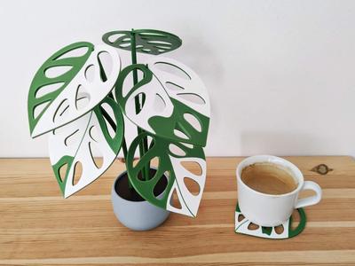 Monstera adansonii variegated with 6 leaf coasters