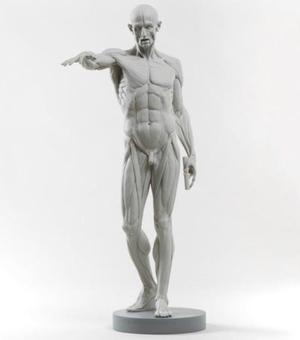 Ecorche Houdon