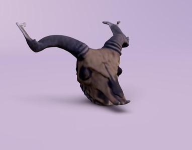 Hored animal skull