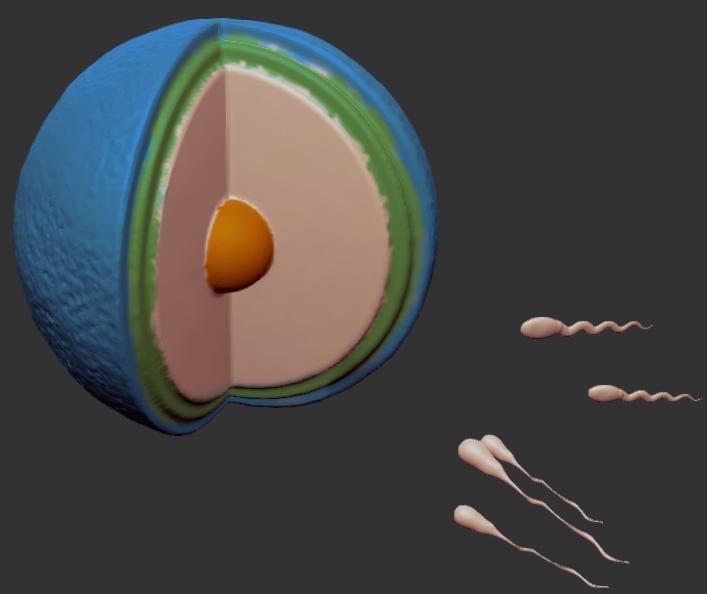 Fecundacion del Ovulo