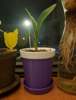 Basic Flower Pot