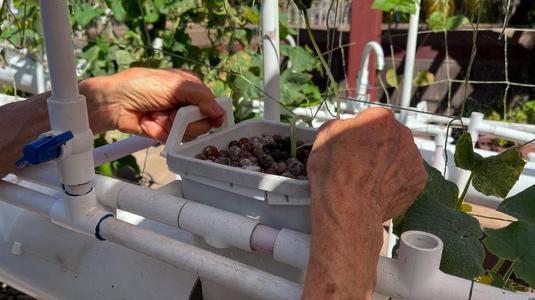 Handles to Lift 6" x 6" x 8" Hydroponic Basket