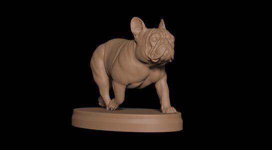 French Bulldog Walking