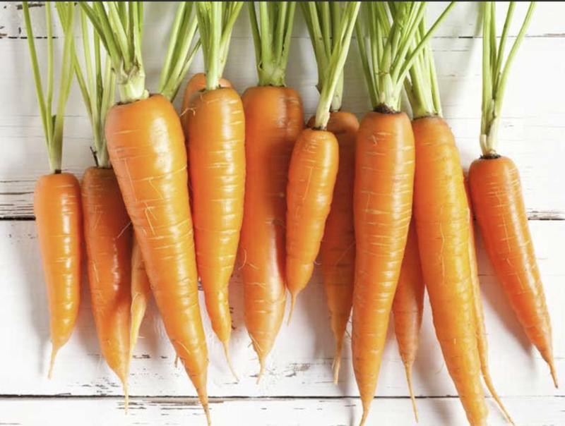 carrot