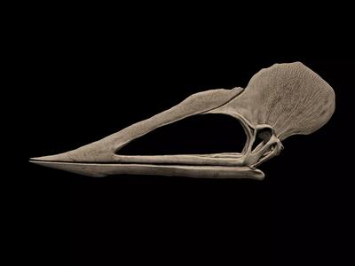 Tupuxuara Skull