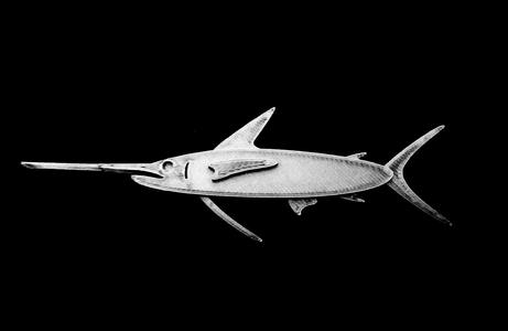 Low-Poly 2D Sailfish